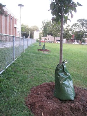 gator-bag-tree